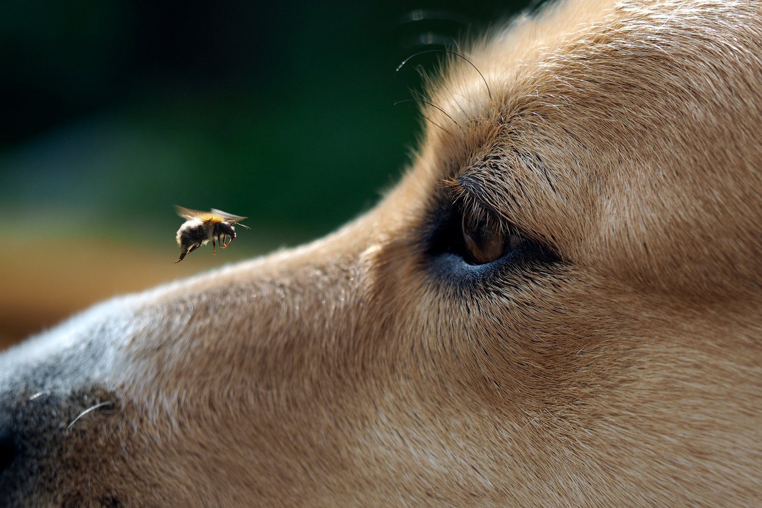Biologische handgemaakt anti-insecten en vlooien - mijten honden en katten spray - gember - kruidnagel - munt 250ml - Afbeelding 3